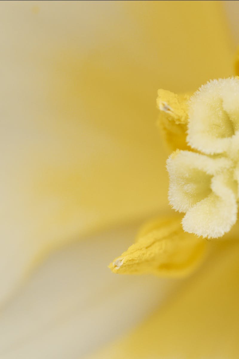 Macro shot capturing the soft yellow petals and vibrant center of a lily flower, showcasing natural beauty.